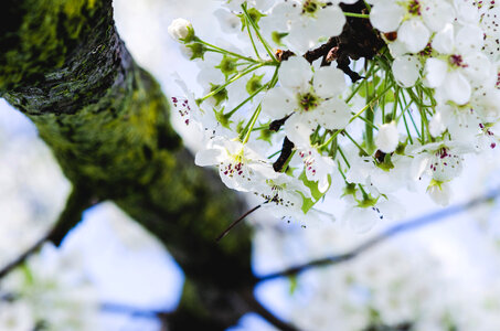 White Flowers on tree in Trenton, New Jersey