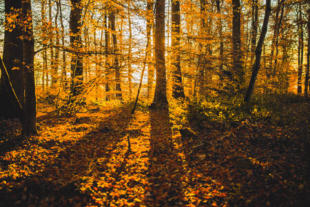Shadow Autumn Forest photo
