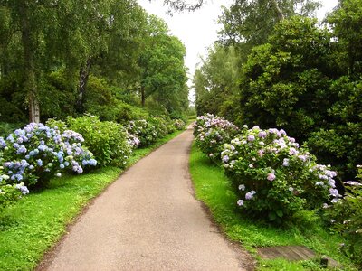 Garden stone path with grass photo