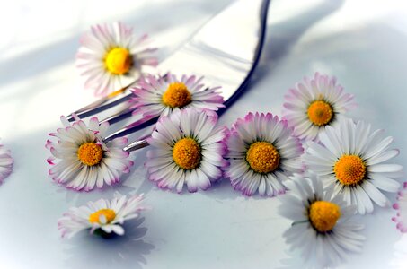 Beautiful Photo daisy decoration photo