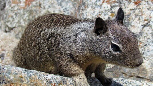 Animal wildlife wild