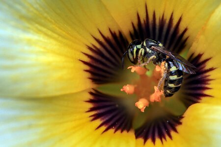 Wasp in the flower