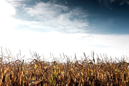 Agriculture crops field photo