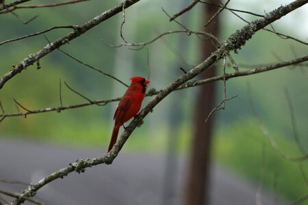 America tennessee spring
