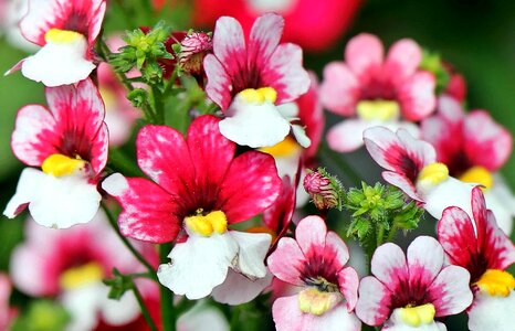 Beautiful Flowers blooming blossom photo