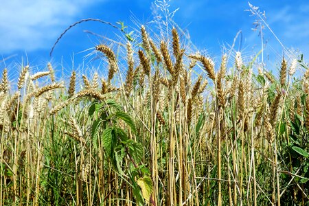 Agriculture blue sky cereal photo