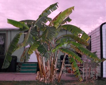 Palm road tree photo