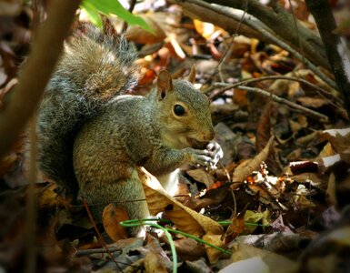 Acorn forest woods photo