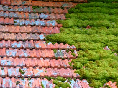 Moss bemoost old barn
