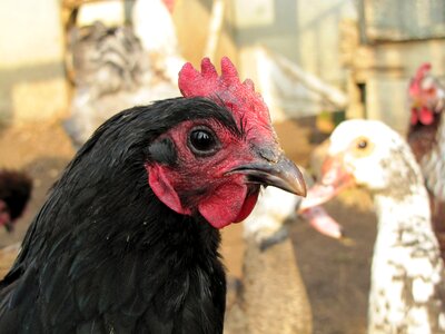 Hen bird poultry photo