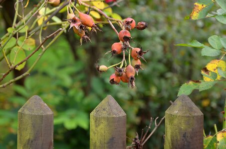 Fruit bush garden photo