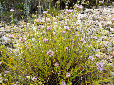 Willowy monardella 
