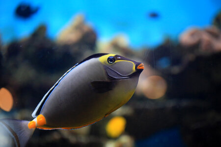 Colorful Marine Ocean Fish photo