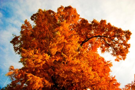 Orange Tree Crown in Autumn photo