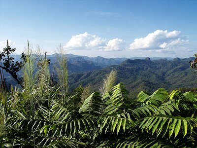 Jungle sky clouds