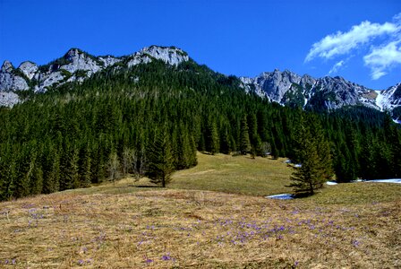 Spring tourism western tatras photo