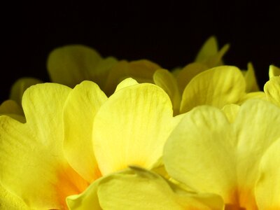 Bloom yellow primula