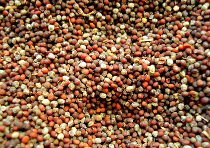 Mustard seed spice photo