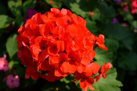 Shrubs flowers red red flowers fresh flowers