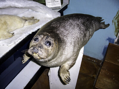 Baikal Seal, endemic to lake Baikal photo