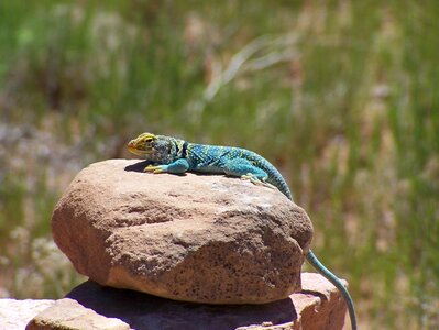 Rock desert lizard reptile photo
