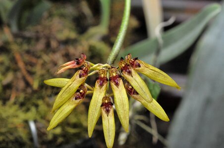 Plant flowering nature