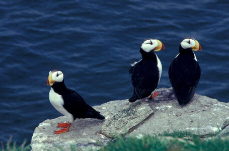 Horned puffin trio
