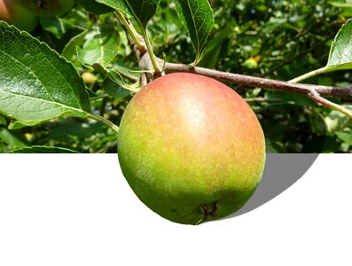 Red apple tree healthy