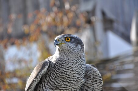 Falconry raptor bird