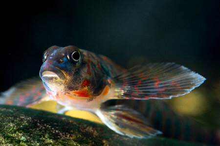 Candy darter-1