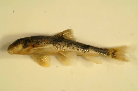 Hypentelium nigricans