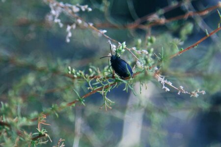 Animal arthropod beetle