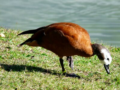 Green stand plumage