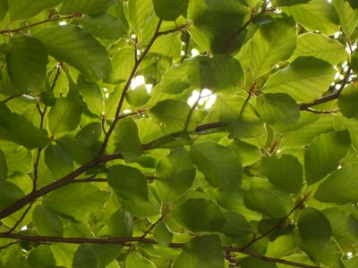 Beech park nature