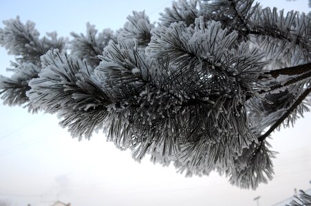 Snow needles tree photo