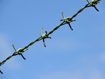 Imprisoned wire fence photo