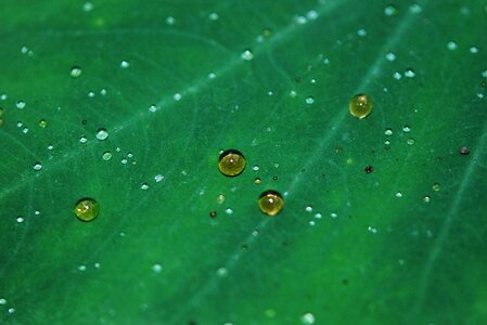 Condensation dark green detail photo