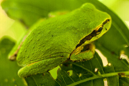 Pacific Tree Frog