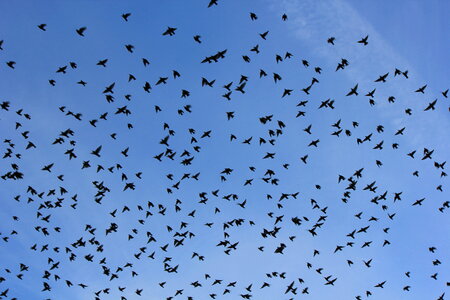 Huge flight of swallows photo