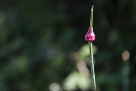 Beautiful Flowers bloom blossom