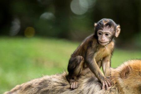 Dam young barbary ape