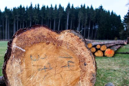 Firewood growing stock timber industry photo