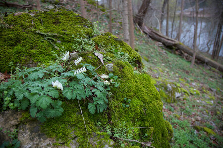 Spring woods-1