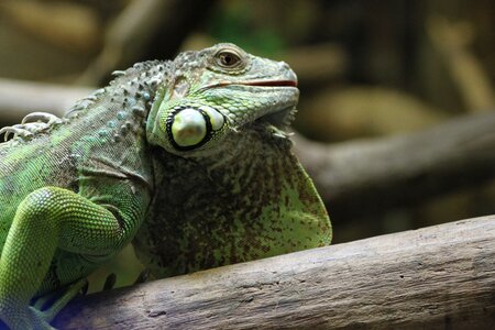 Reptile scale animal