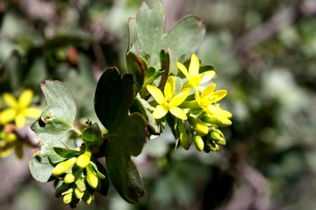 Bush bushes flora