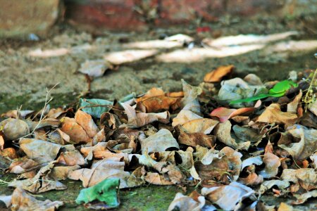 Dried autumn seasonal photo