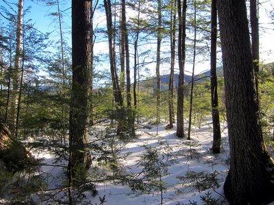 Forest nature snow