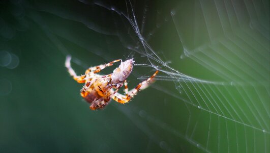 Close up arachnid cobweb photo