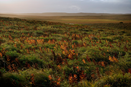 Tundra at Izembek National Wildlife Refuge