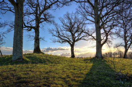 Beautiful Photo branches dusk